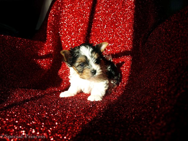Puppy Grant